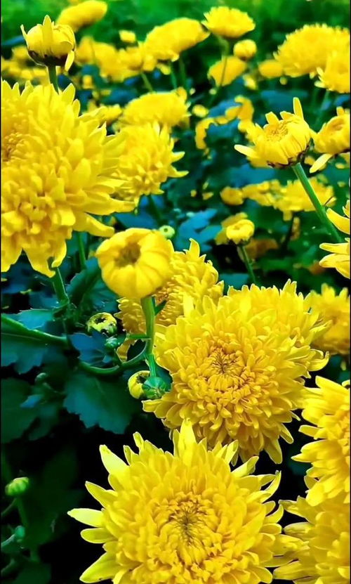 菊花花语：淡泊名利，生活如菊