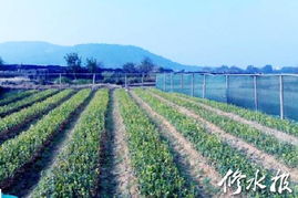 永丰县吉安：创新举措，全面提升油茶苗木管理效能