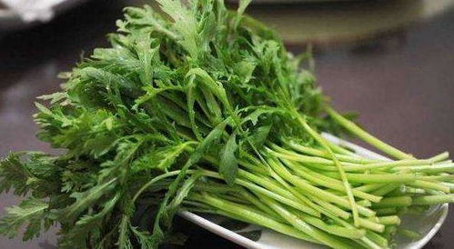 北方冬季种植柴胡的经验分享