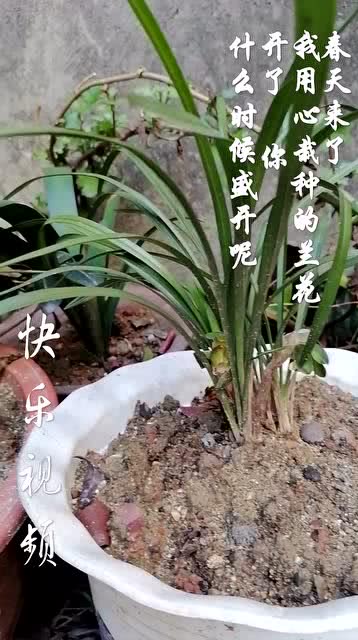 “春季或秋季，哪个时间段是兰花种植的最佳时期