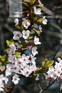 紫色花花的奥秘