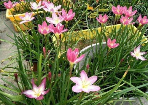 沙子和园土的奇妙结合