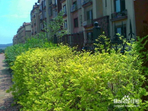 园林设计常用草坪