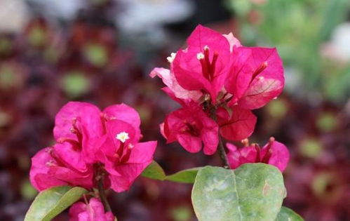 移栽时间的重要性