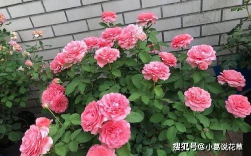 日常养护，不可少