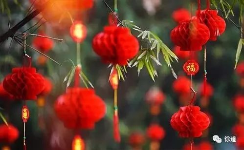 推荐省心不谢的年宵花Top5