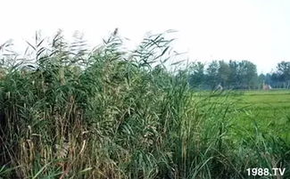 芦苇难题，草甘膦如何应对？