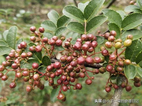 花椒种子种植技术详解中，如何提高花椒育苗的成活率