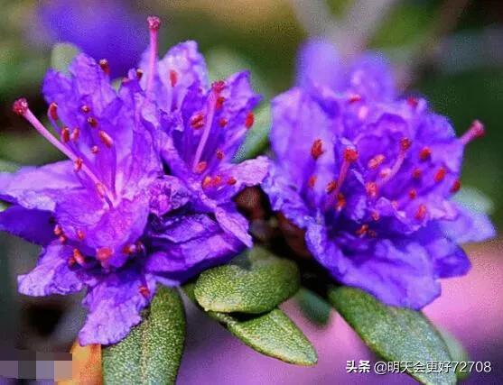 紫蓝杜鹃冬季遮挡阳光，因叶片密集