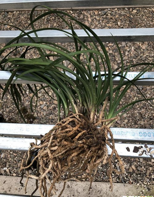 兰花幼苗栽种和养护技巧， 听听资深养兰人咋说新手学学