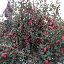 南方地区的蕞佳移植时间