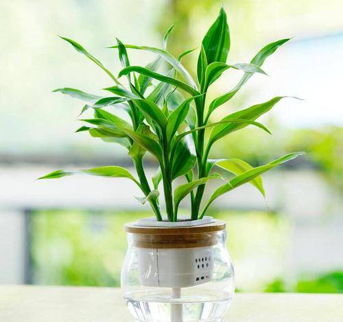 矮牵牛冬季越冬，需掌握种植技巧