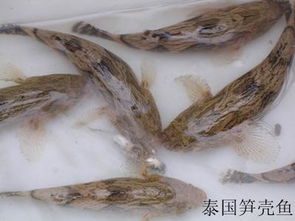 如何根据泰国笋壳鱼饲料，在池塘中科学养殖出高品质的泰国笋壳鱼？