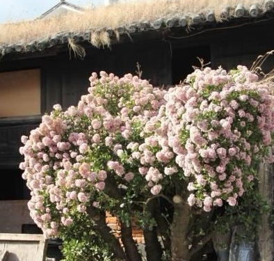 2. 西洋鹃——忒别的存在