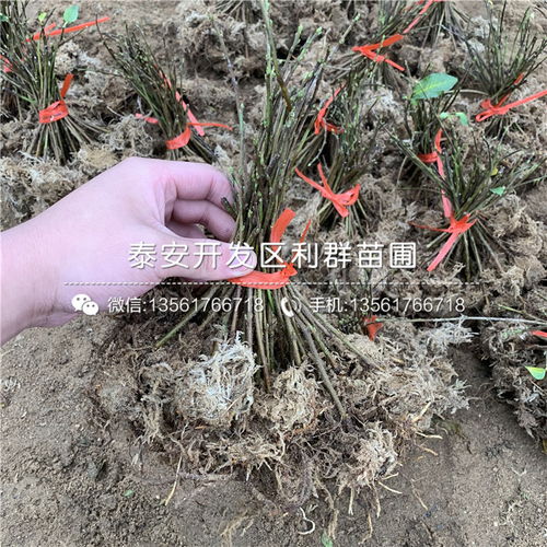 土壤配比：腐叶土可不是万嫩的