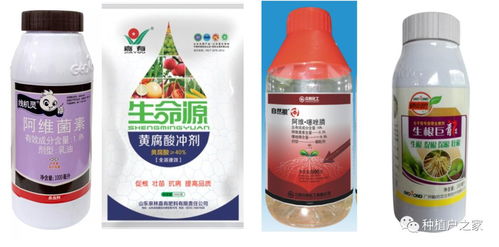 辣椒卷叶启非，百菌清能治吗？