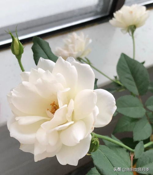 白色大花的魅力