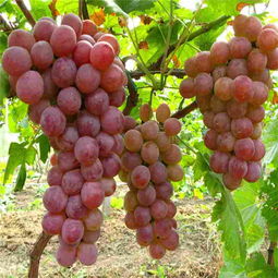 巨峰葡萄苗