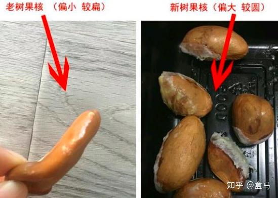 “榴莲种子如何埋入泥土？”
