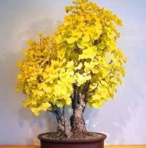 温度：温暖的家