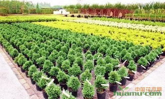 容器苗与特色经济林， 市场的新星