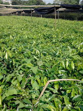 正宗沉香树苗， 名贵又难得