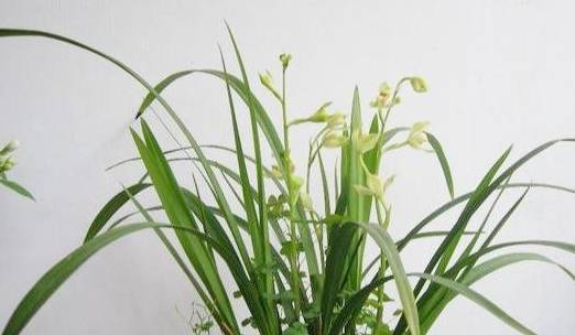 四季兰为何一年能开多次花？其开花次数的秘密是什么
