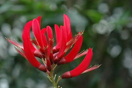 5月种植花草的可行性