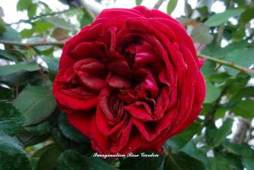 谈一谈种花那些事儿