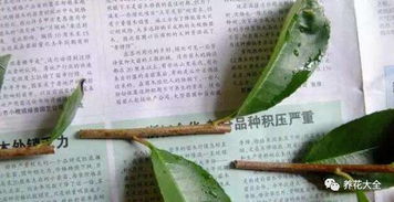 桂花施什么肥Zui合适那个？