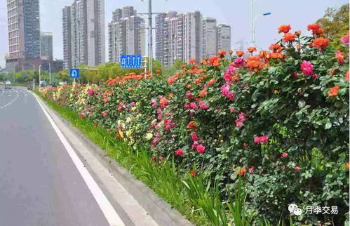 庭院绿化选月季，红黄从容你挑谁？