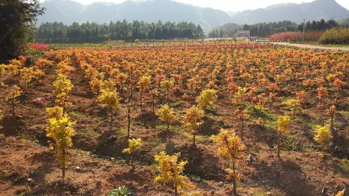 苗木防寒的重要性