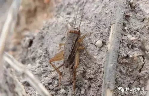 诱杀蟋蟀， 减少隐患