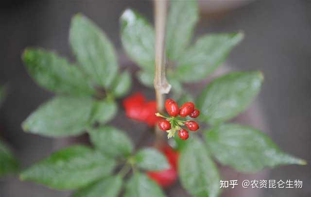 木槿常见病害有哪些解决方案？如何有效防治木槿叶斑病和根腐病