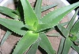 芦荟如何繁殖更多？是直接分株还是嫁接更有效