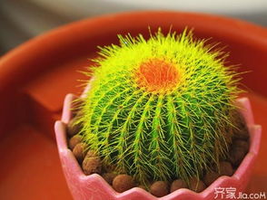 仙人球开花了怎么办？这样处理风水会更好