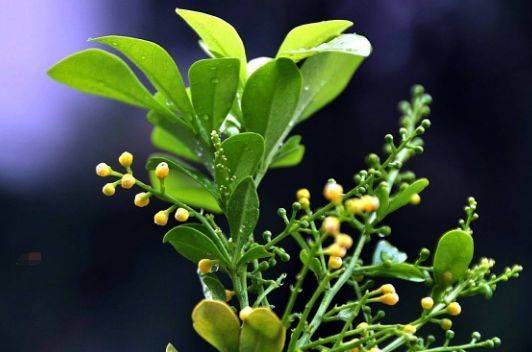 米兰花养殖技巧，这样养才能开花爆盆