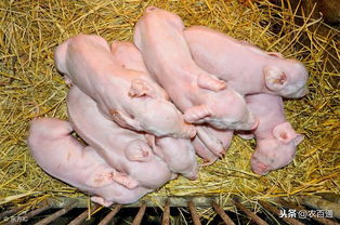 仔猪低血糖症：病因解析与高效治疗方案