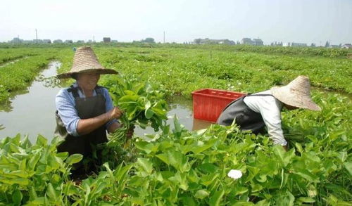 李先生分享病虫害防治技巧