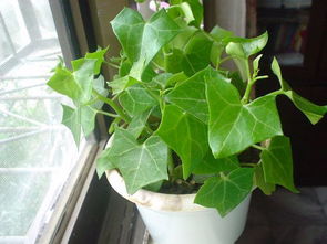 种子繁殖：从源头开始