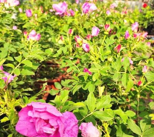 排水和透气性：玫瑰花的根须天堂