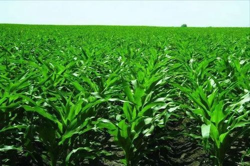 红根谷莠子，玉米田的常见杂草