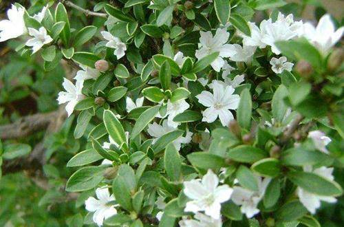 南北越冬温度大比拼