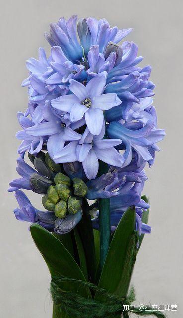 怎么种这些花儿呢？我来告诉你
