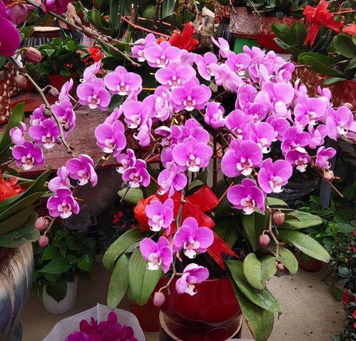 5. 旱金莲：给点阳光就灿烂