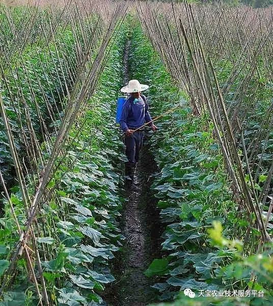 我家自制的肥被人洒了除草剂，菜苗不长，怎么办？