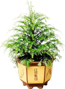 红豆杉盆栽首选，盆景佳品！
