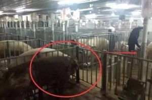 养猪场创新培训，打造高效后备公猪养殖模式