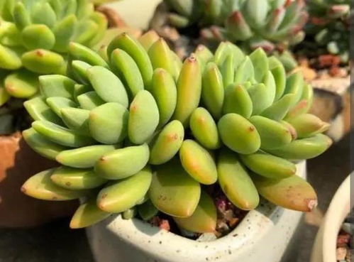 1. 浇水太多，元宝多肉会哭鼻子吗？