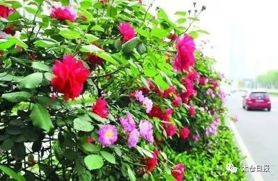 南阳月季：一朵花的传奇之旅